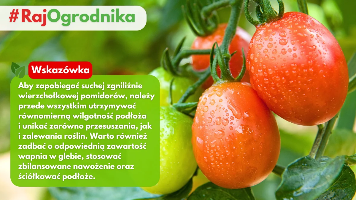 Jak zapobiegać suchej zgniliźnie wierzchołka pomidoraów blog sklep rajogrodnika
